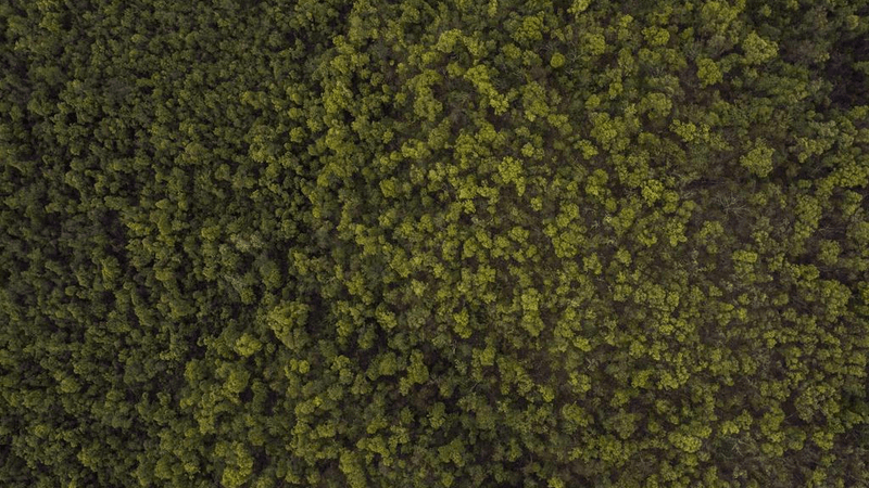 Dessert - professional stock photography