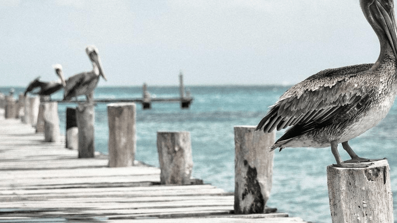 Grilling - professional stock photography