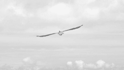 Grilling - professional stock photography