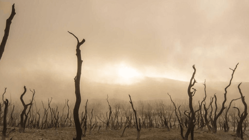 Herbs - professional stock photography