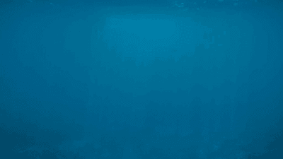 Herbs - professional stock photography