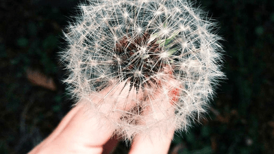 Salad - professional stock photography