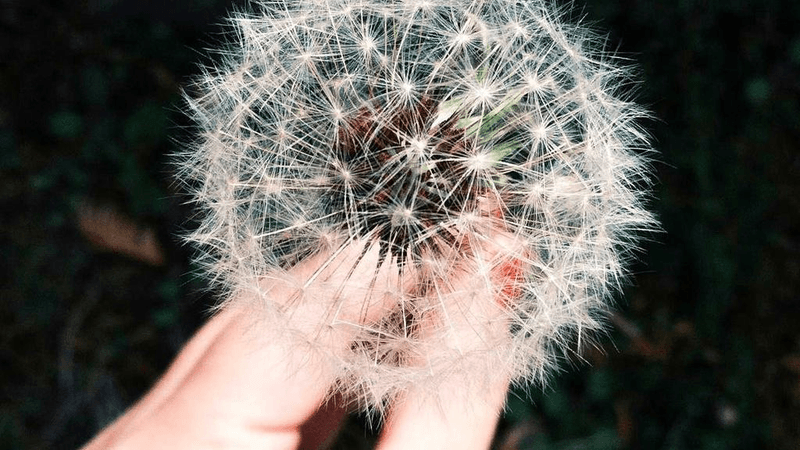 Salad - professional stock photography