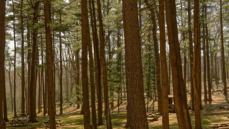 Smoothie - professional stock photography