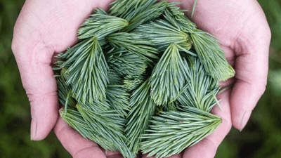 Smoothie - professional stock photography