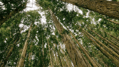 Soup - professional stock photography