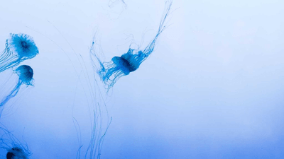 Spices - professional stock photography