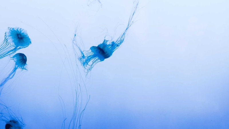 Spices - professional stock photography