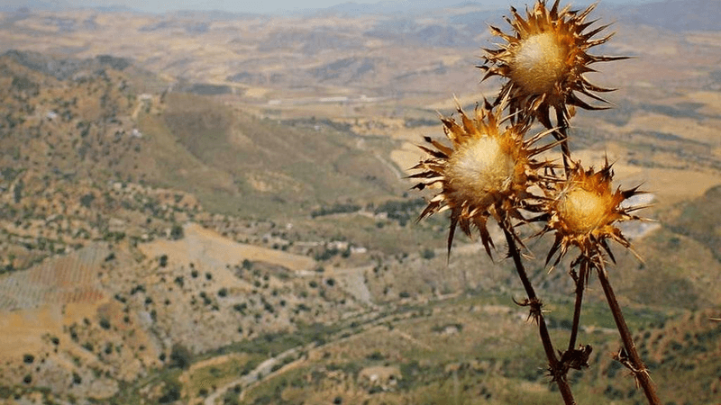 Steak - professional stock photography