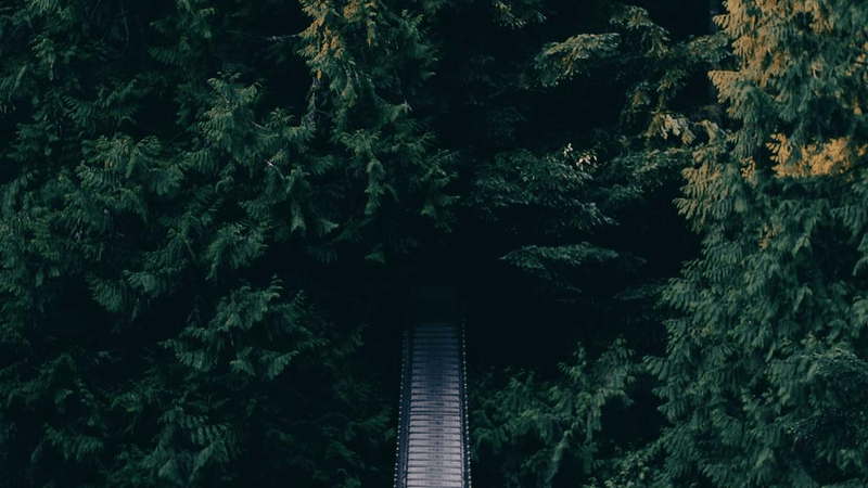 Steak - professional stock photography