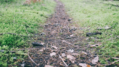 Wok - professional stock photography